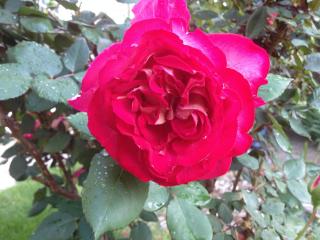 Chez Fleur - Avignon - 1