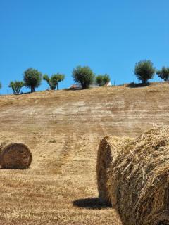 Borgo Barone - 8