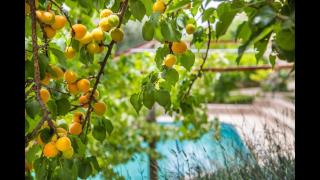 Kleo Cottages - Kalkan - 6