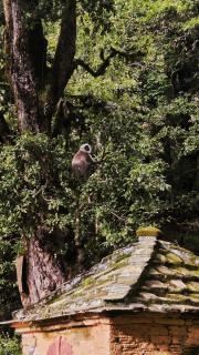 Makot at Binsar - Binsar - 8
