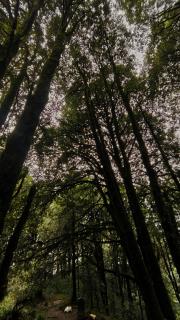 Makot at Binsar - 1