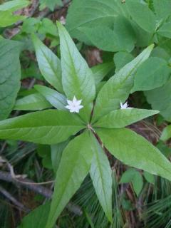 Stargazing Dome on secluded 56 acres - Solidago - 6