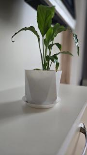 Flat in Gyumri - Gjoemri - 8