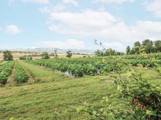 Top Cottage - Cupar - 8