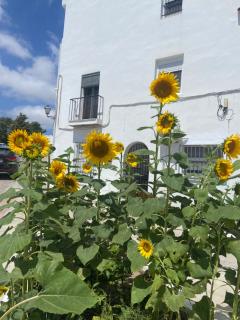 CASA RETINTO - Vejer de la Frontera - 9