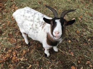 Schäfchenwolke Apartment auf dem Bauernhof - 2