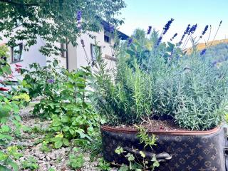 Willa Dolce Vita - 2