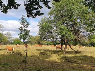 Ferienwohnung Landidylle - 3