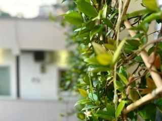 Myslym Shyri Hotel - Tirana - 8