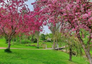 Kleinod am Kurpark - Bad Zwesten - 5