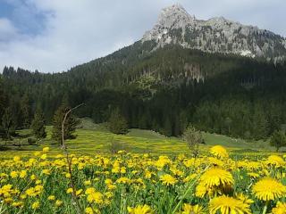 Bergfee Natur Appartements - Nesselwängle - 2