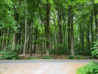 Ferienwohnung am Wald - - 1
