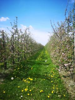 Hof Sonnenschein - Jork - 9