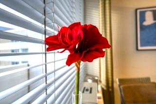 Ferienpark - Haus C, App 0C1206 - 3