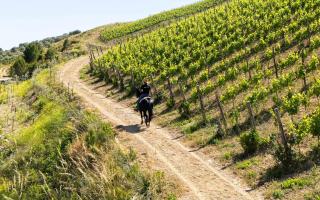 Agriresidence Le Grazie - Montecorice - 7