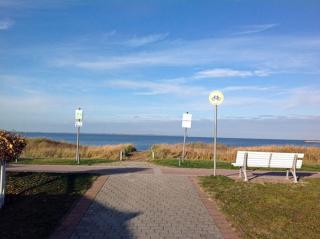 Stranddistel - Glowe - 7