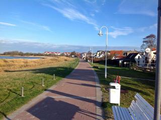 Stranddistel - Glowe - 6