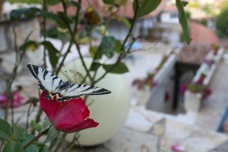 Hotel Vila Aleksander - Berat - 4