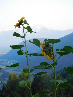 Bio - Appartements Bischof, Familie Wind - 3