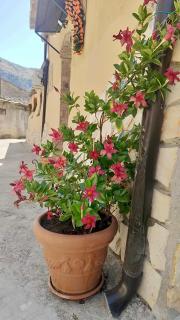 Il Vicoletto - Frascineto - 7