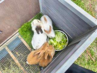 Tiny home barn style in backyard with Animals - Orlando - 7