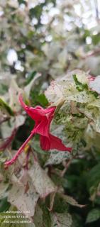 SUNSET GARDEN Beach Resort - 7