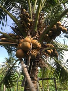 Bến Tre Homestay - Ben Tre - 9