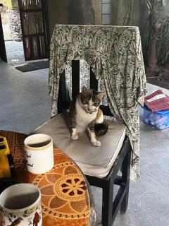 Villa Selina - Tejakula - 1