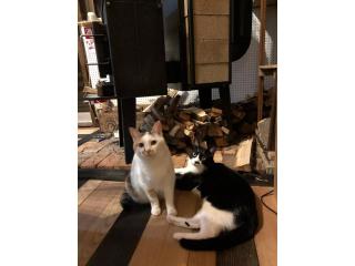 LongHillsEcoGuesthouse&Cafe - Vacation STAY 24885v - Kinoshita - 5