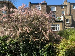 A sunny Victorian home in West London - Londra - 9