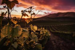 Les Murmures de la vigne - Avensan - 2
