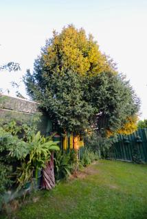 SOKO Guesthouse & Garden - 1