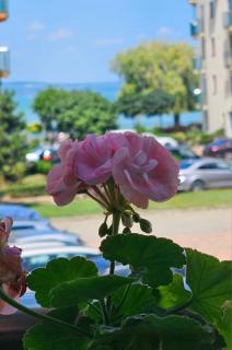 White Rose Lake Luxury Apartment Balaton Siófok - Siófok - 9