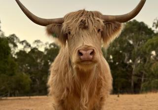 Adelaide Hills Farm Stay - - 0