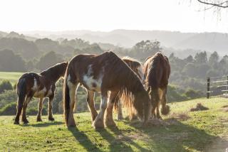 Arion Park - - 6