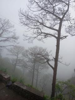 Royal hills kasauli home stay - 7