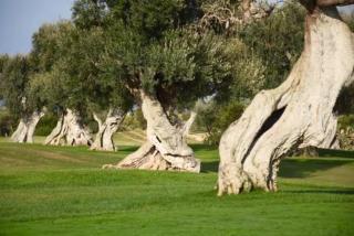 San Virgilio in Puglia - appartamento con terrazzo - 3