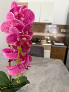 Djordje Apartman - Budva - 5