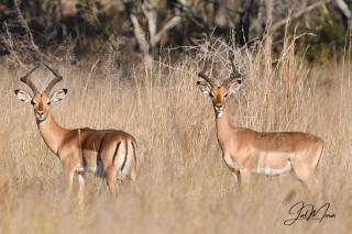 Leopard Ranch - Luxury Tented Camp - Melkrivier - 9
