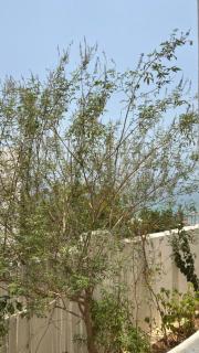 Qantab village apartment - Muscat - 3