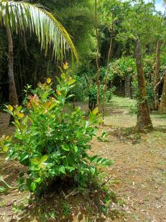 Chambre au gîte Ti Paradi du Domaine de Baradoz - La Plaine des Palmistes - 6