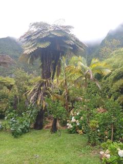 Chambre au gîte Ti Paradi du Domaine de Baradoz - La Plaine des Palmistes - 4