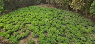 The Hotel Orchid & Restaurant - 2