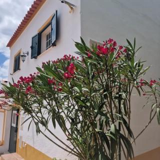 Casa das Andorinhas na Horta da Perdigoa - Borba - 6