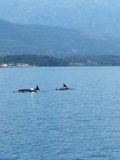 Montenegro face mer accès direct plage - 4