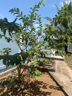 Vai House - 8