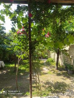 Gabala,yard, house - Qəbələ - 8