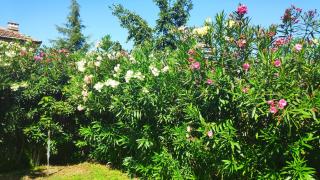 Guest House Zhelevа - Chernomorets - 1