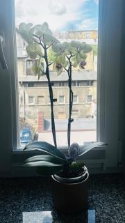 Apartament Azzurro - Old Town - Kłodzko - 5