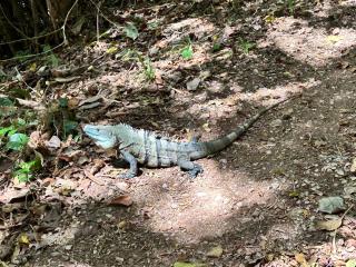 Eco Glamping Verde, Bahia Gigante - 1